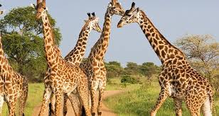 safari gallery image
